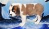 ADORABLE-saint-Bernard-PUPPIES-